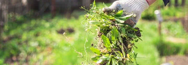 Hand mit Handschuh hält Unkraut